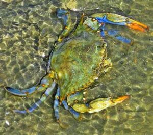 Blue-Crab