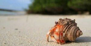 Hermit-Crab