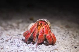 How Many Legs Does a Crab Have