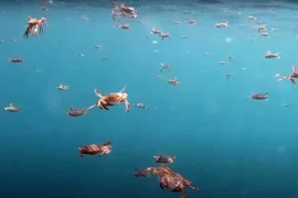 Can Crabs Swim