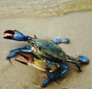 Can-blue-crabs-swim