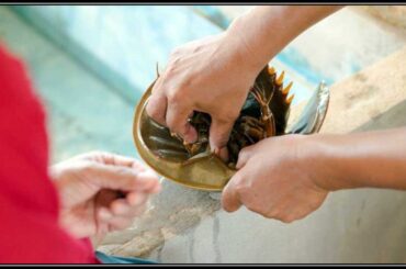 Do Crabs Have Blood? Here are a Few Things You Should Know About Crab Blood. Do Crabs Have Blood
