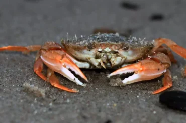 Do Crabs Have Bones