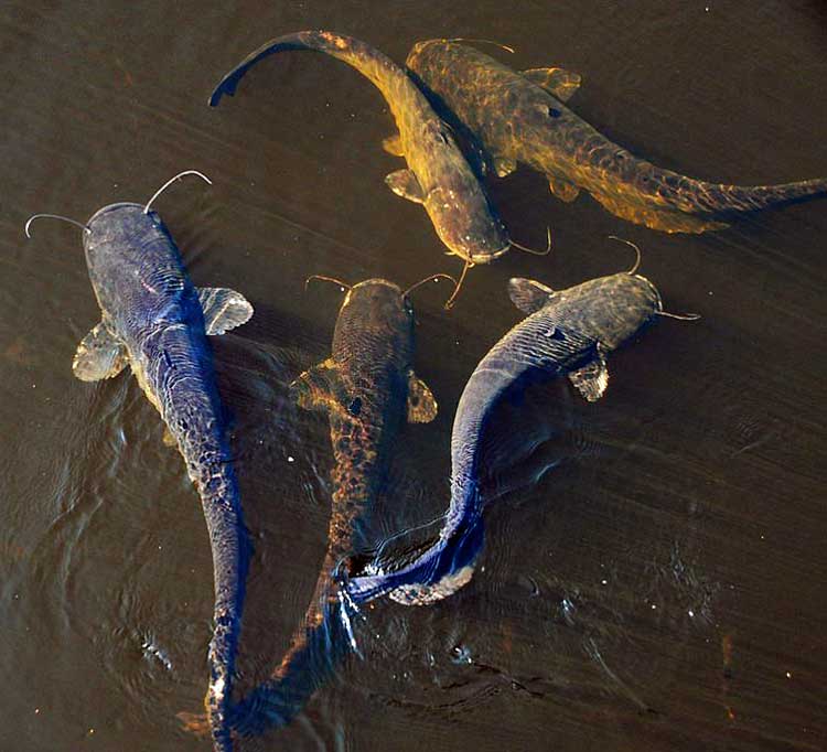 Best Time Of Day To Catch Catfish, The Everything You Should Know