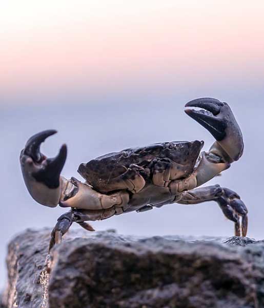 The Fascinating Reason Why Crabs Walk Sideways Seafoods