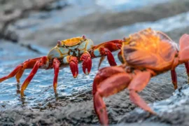 Why Crabs Walk Sideways