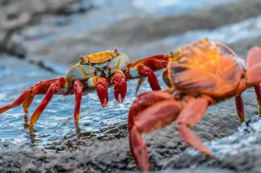 Why Crabs Walk Sideways