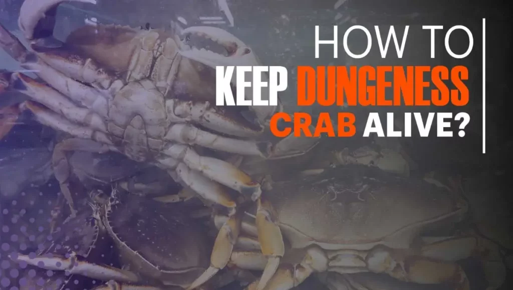 how to keep Dungeness crabs alive