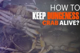 how to keep Dungeness crabs alive