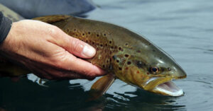 Best-weather-for-trout-fishing