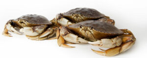 Dungeness-Crabs