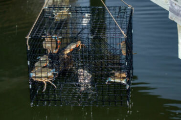 When Is Crab Season In California, And What You Should Know About It When is crab season in California