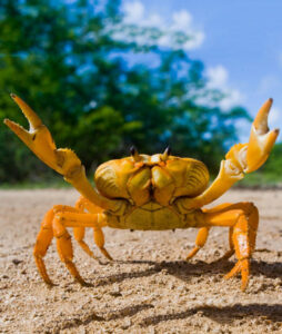 Yellow-Crab